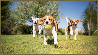 Dog-Friendly Activities in Littleton CO